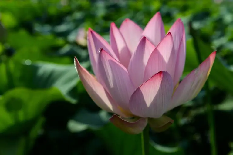 Flor de loto: significado, historia, postura en el yoga y más