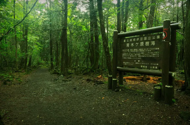 Aokigahara, lo que no sabías sobre el bosque de suicidios