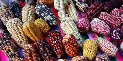 Leyenda del maíz: según los guaraní, aztecas, huicholes y más